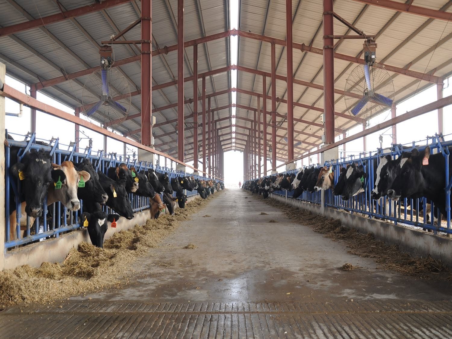 Veterinary nutritionist conducting a farm visit assessment